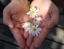 Hands cupped in a heart shape holding small white daisies in sunlight, symbolizing generosity and being a blessing