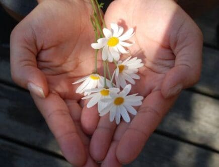 Hands cupped in a heart shape holding small white daisies in sunlight, symbolizing generosity and being a blessing