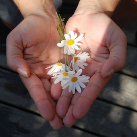 Hands cupped in a heart shape holding small white daisies in sunlight, symbolizing generosity and being a blessing