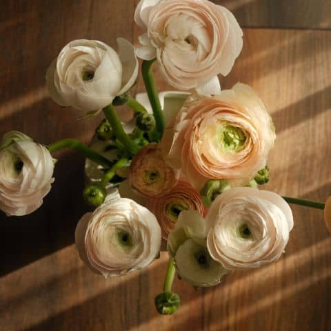 Sunlit ranunculus bouquet in soft peach, cream, and white tones on a table, creating a peaceful and calming atmosphere.